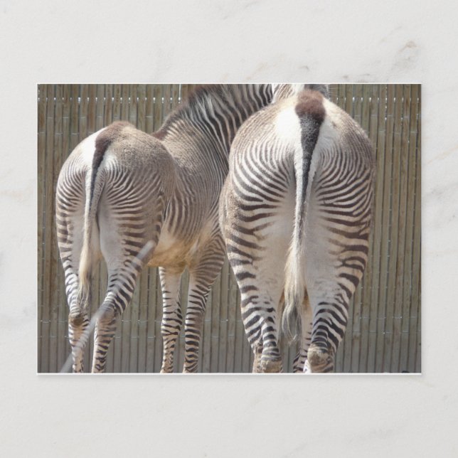 zebra butts postcard (Front)