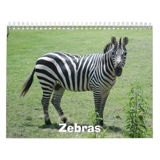Zebra Calendar, Zebras Calendar (Cover)