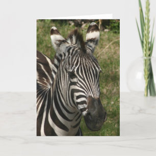 zebra card