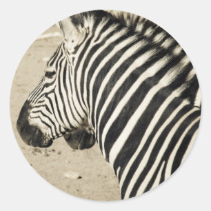 Zebra Classic Round Sticker