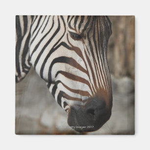Zebra, close-up magnet