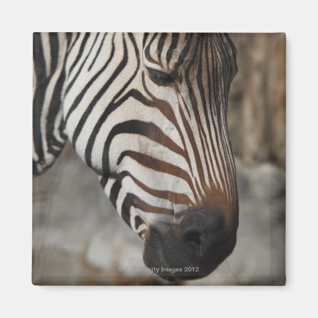 Zebra, close-up magnet (Front)