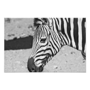 Zebra Close Up Print