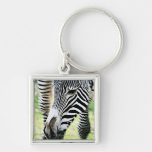 Zebra, close-up, selective focus keychain