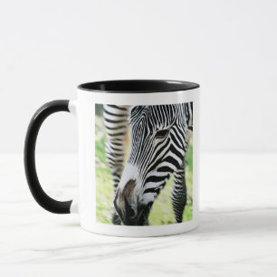 Zebra, close-up, selective focus mug