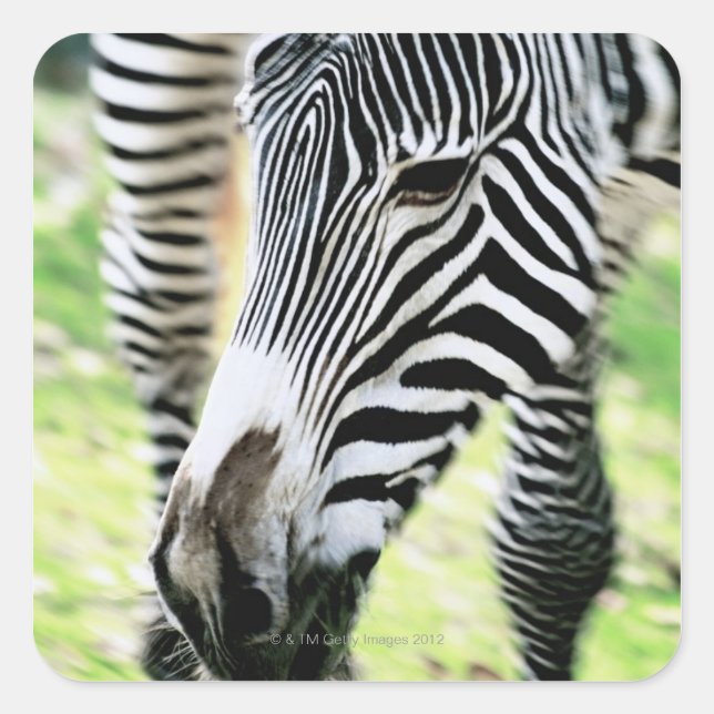 Zebra, close-up, selective focus square sticker (Front)