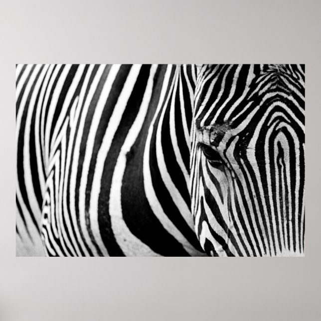 ZEBRA CLOSE-UP VIEW POSTER (Front)