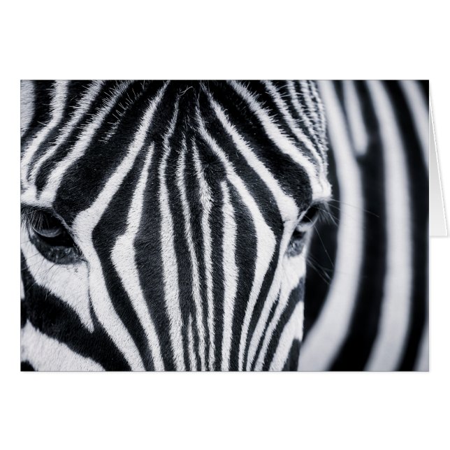 Zebra closeup image (Front Horizontal)
