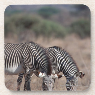 Zebra Coaster