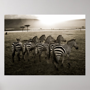 Zebra Dawn Poster