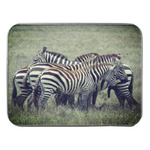 zebra dazzle jigsaw puzzle