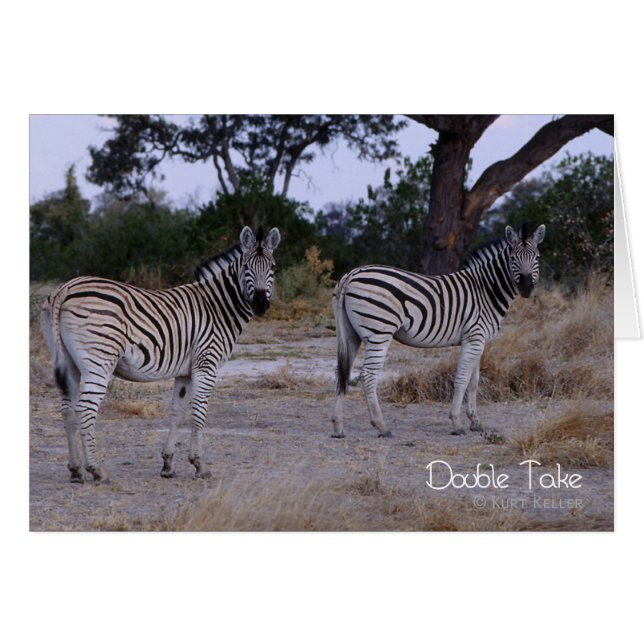 Zebra Double Take Photo (Front Horizontal)