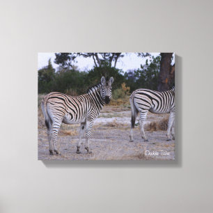 Zebra Double Take Photo Canvas Print