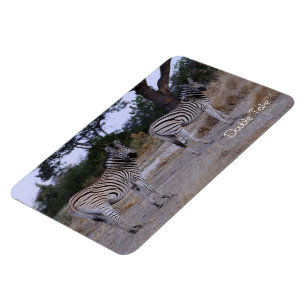 Zebra Double Take Photo Magnet