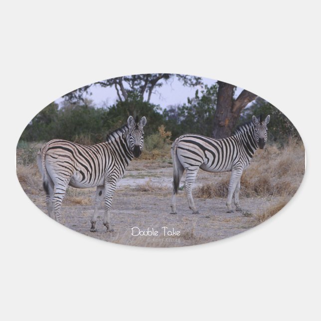 Zebra Double Take Photo Oval Sticker (Front)