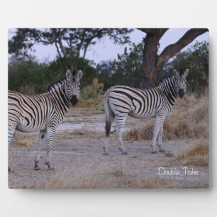 Zebra Double Take Photo Plaque