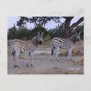 Zebra Double Take Photo Postcard