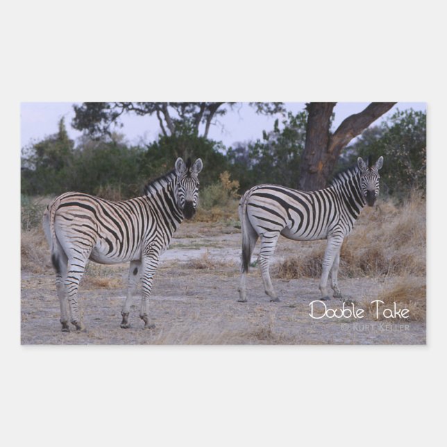 Zebra Double Take Photo Sticker (Front)