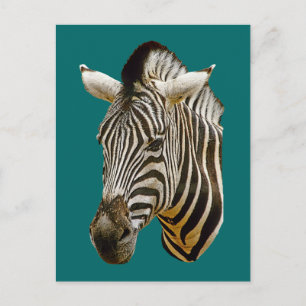 Zebra Drawing Postcard