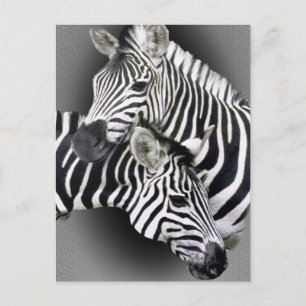Zebra Entwined Gifts Postcard