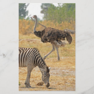 Zebra et Ostrich, Botswana..jpg Papeterie