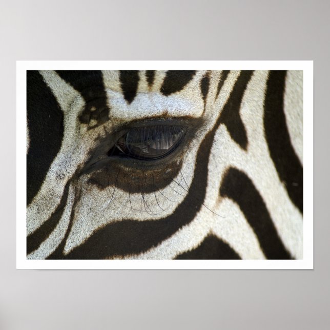 Zebra Eye Poster (Front)
