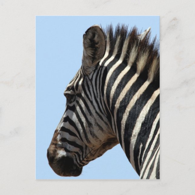 zebra faced postcard (Front)