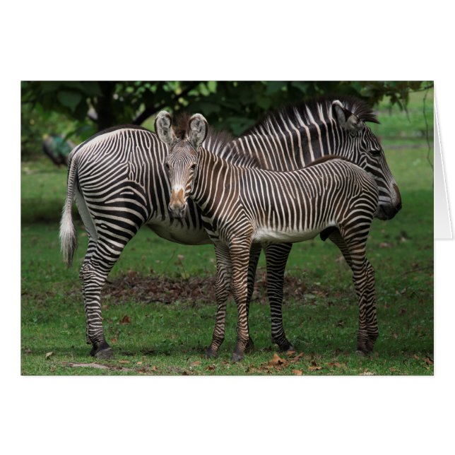 Zebra Family (Front Horizontal)
