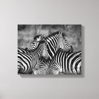 Zebra Family Canvas Print