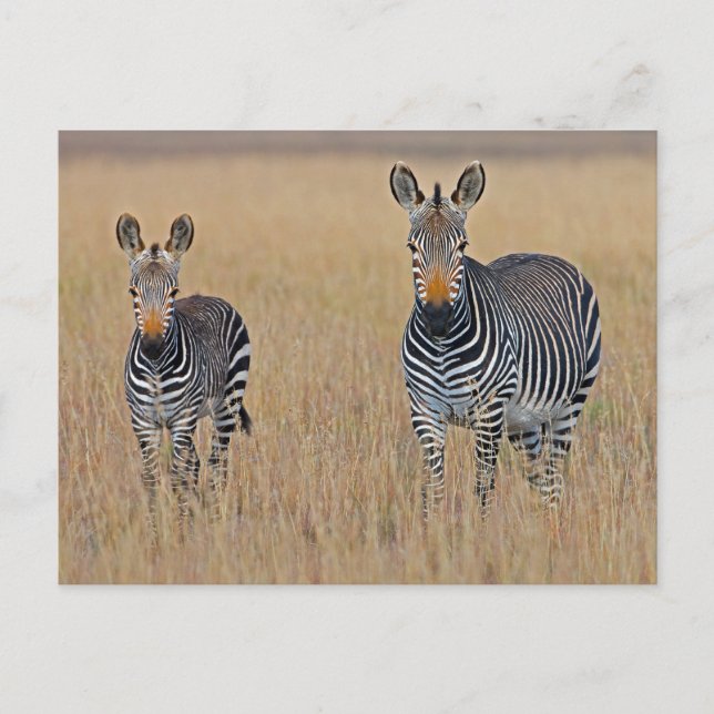 Zebra Family in African Savanna Photo Postcard (Front)