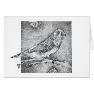 Zebra Finch