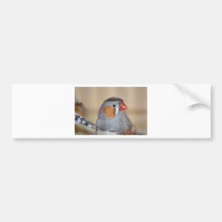 Zebra Finch Bumper Sticker