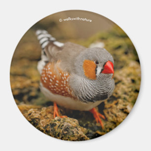 Zebra Finch on the Rocks Magnet