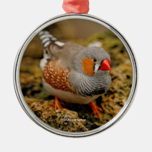 Zebra Finch on the Rocks Metal Ornament