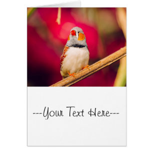 Zebra Finch Pink Background