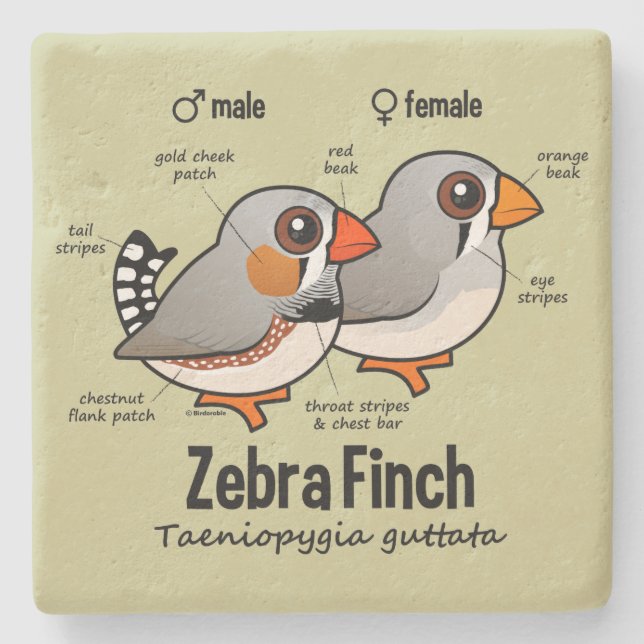 Zebra Finch Statistics Stone Coaster (Front)