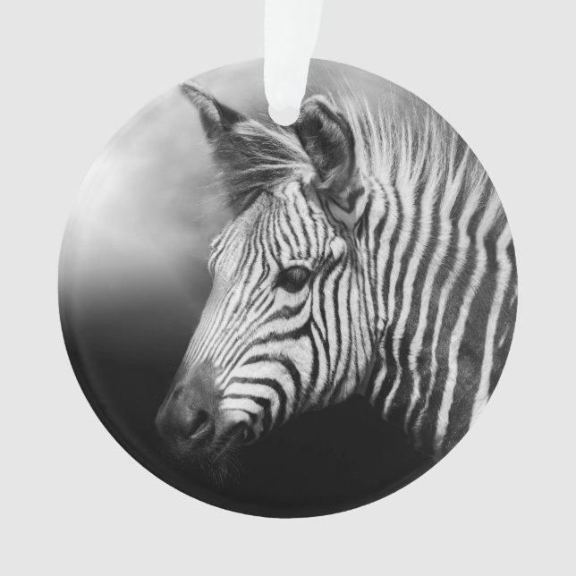 Zebra Foal (devant)