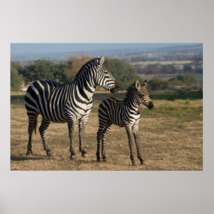 Zebra Foal and Mother Poster