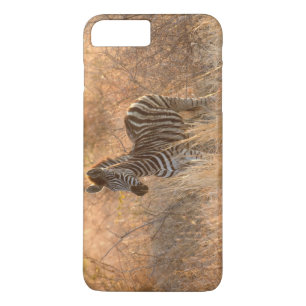 Zebra foal in morning light Case-Mate iPhone case