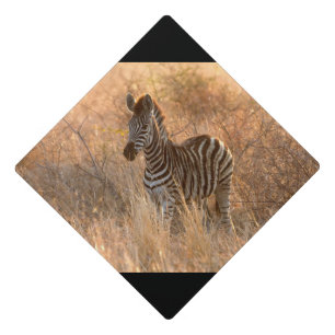 Zebra foal in morning light graduation cap topper
