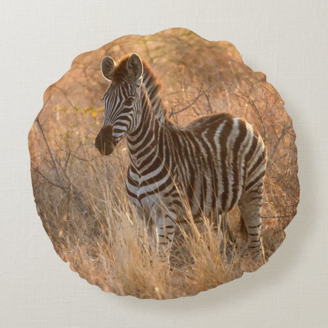Zebra foal in morning light round pillow (Back)