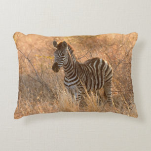 Zebra foal in morning sunrise photo accent pillow