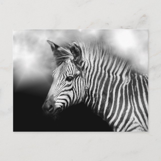 Zebra Foal Postcard (Front)