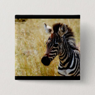 Zebra Foal wildlife baby 2 Inch Square Button