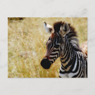 Zebra Foal wildlife postcards