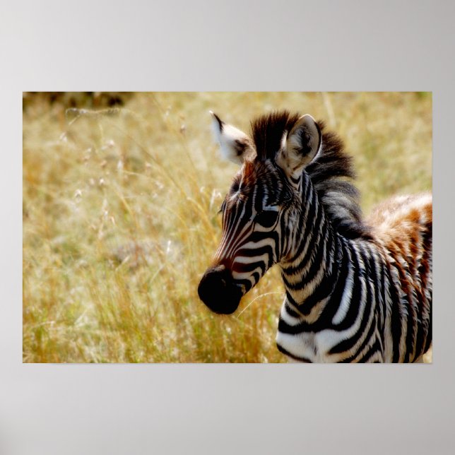 Zebra foal wildlife posters, prints, pictures poster (Front)