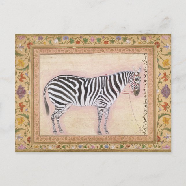 Zebra, from the 'Minto Album', 1621 (gouache on pa Postcard (Front)
