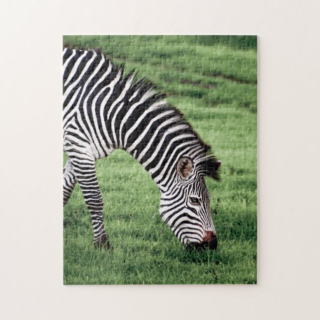 Zebra Grazing Jigsaw Puzzle (Vertical)