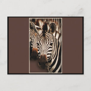 Zebra greeting cards - postcards
