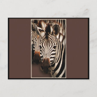 Zebra greeting cards - postcards